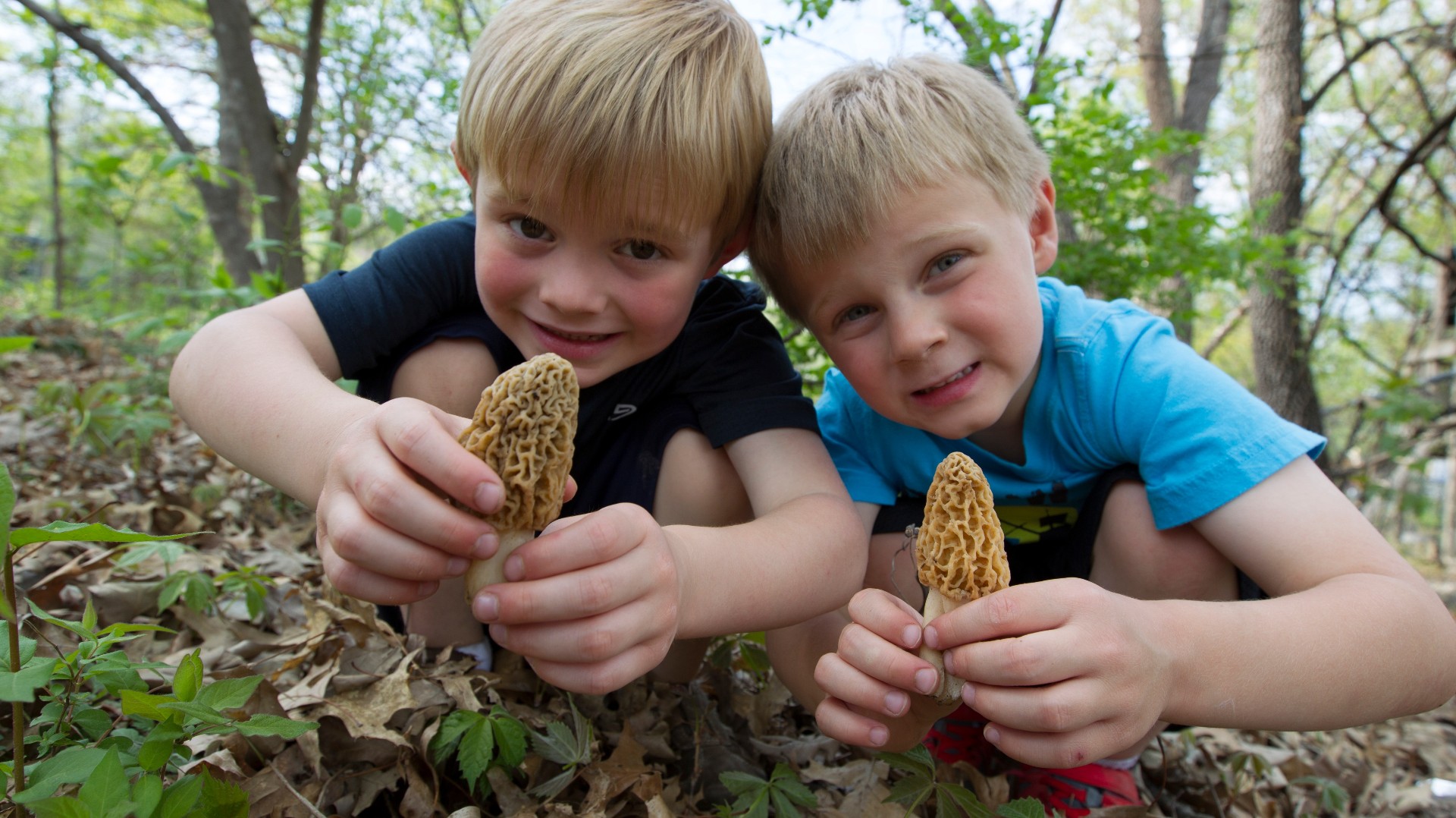 Missouri mushroom hunting 101
